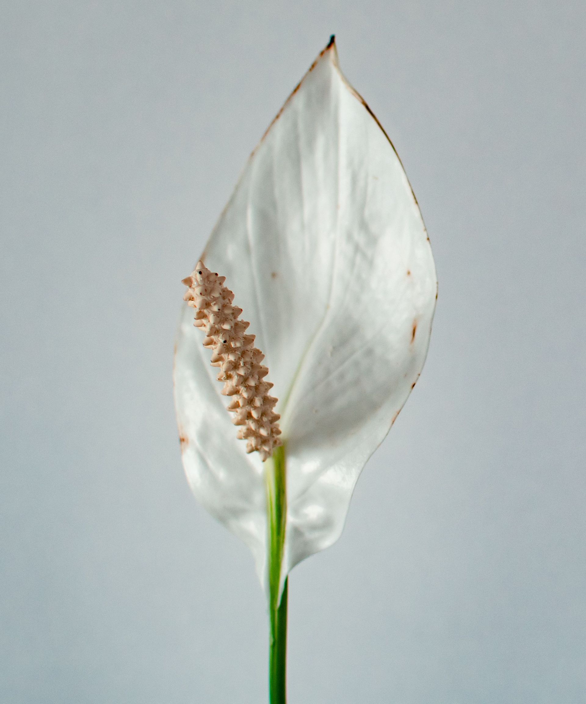 A beautiful white peace lily (Spathiphyllum wallisii) flower against a white wall, showing a dark outer rim which could indicate low humidity