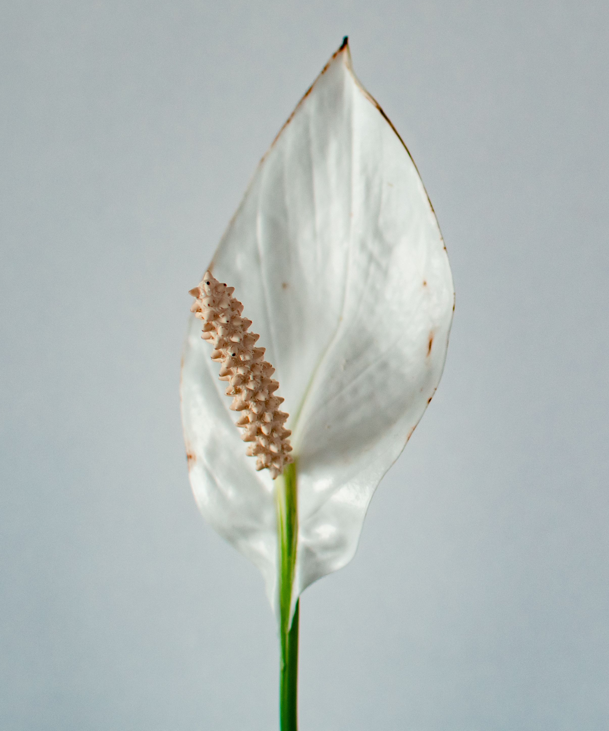 A beautiful white peace lily (Spathiphyllum wallisii) flower against a white wall, showing a dark outer rim which could indicate low humidity