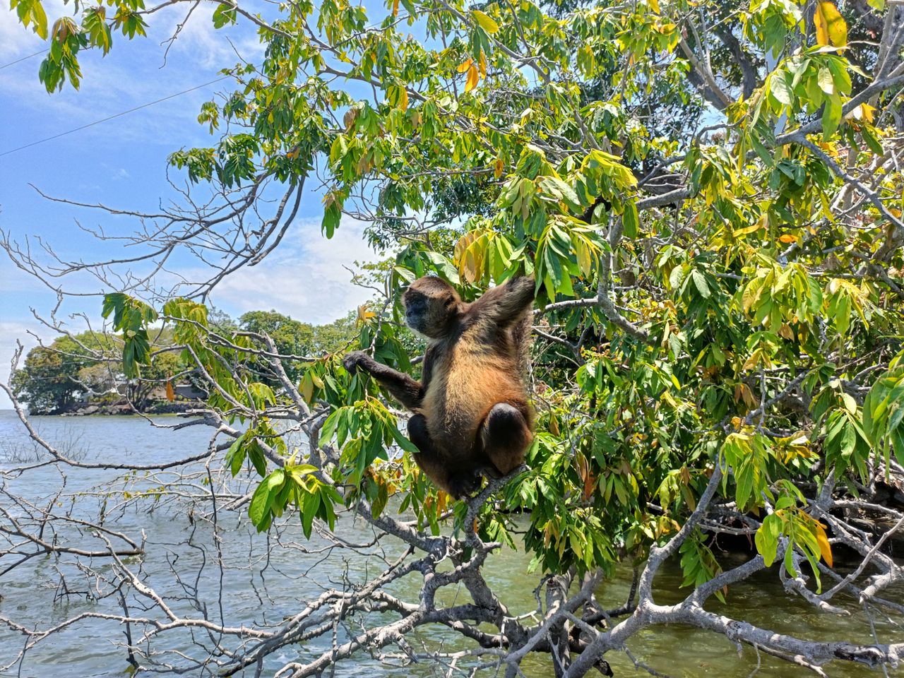 Oppo Find X5 Lite photo of a monkey