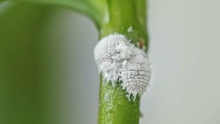 Mealybugs on a stem