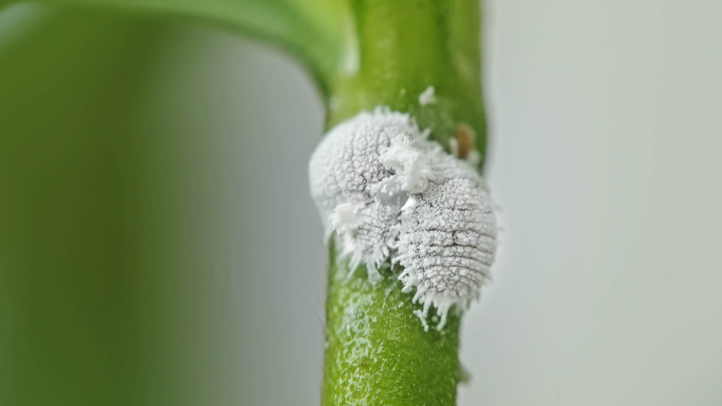 Mealybugs em uma haste