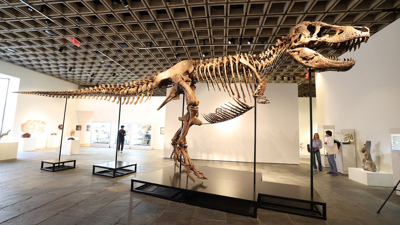 'Another dinosaur has entered the luxury collectibles market': Gus the T. rex just sold for $50 million. Here's what its loss means to science.
