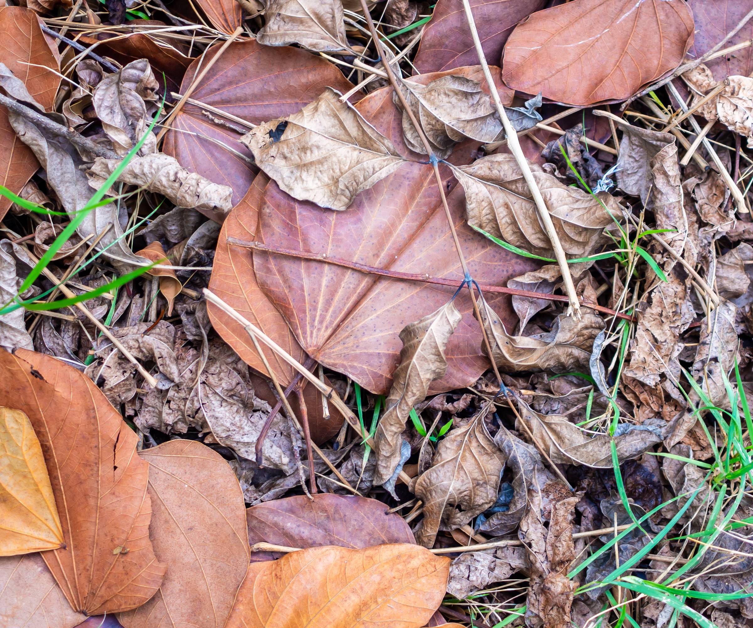 Dead leaves and grass on the ground
