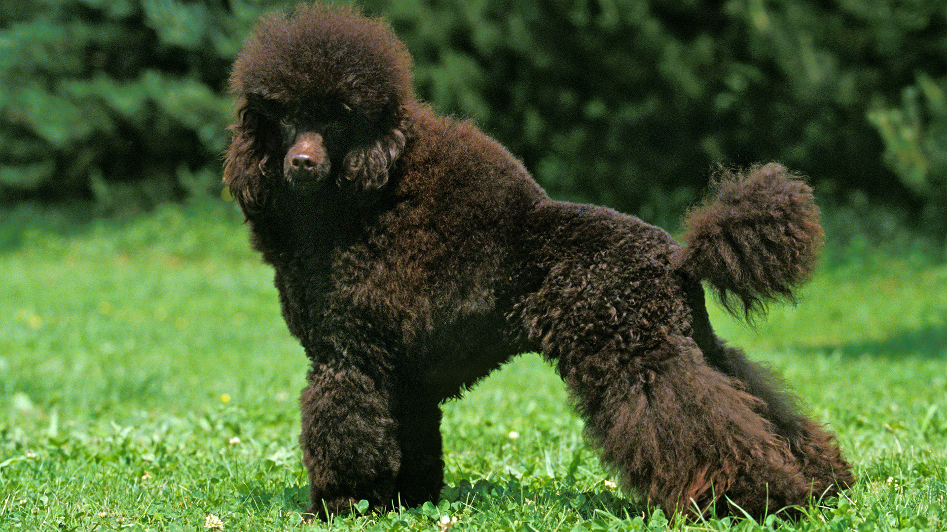 Miniature poodle