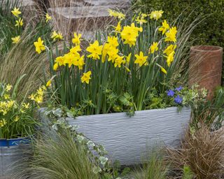 Step-by-Step Planting Winter / Spring Bulbs in Containers. Bulb Lasagne Trough. In early spring, the last but deepest layer emerges, Narcissus