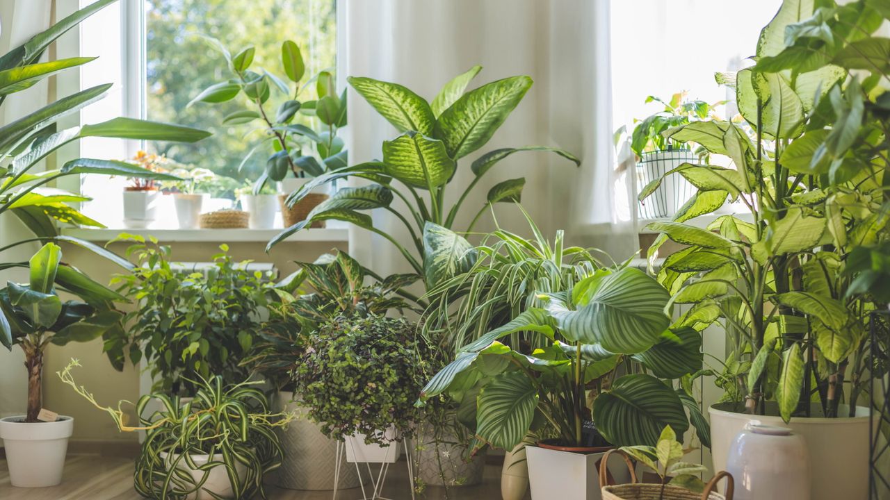 Indoor garden full of houseplants