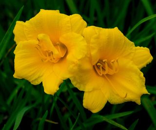 two stella d'oro daylilies