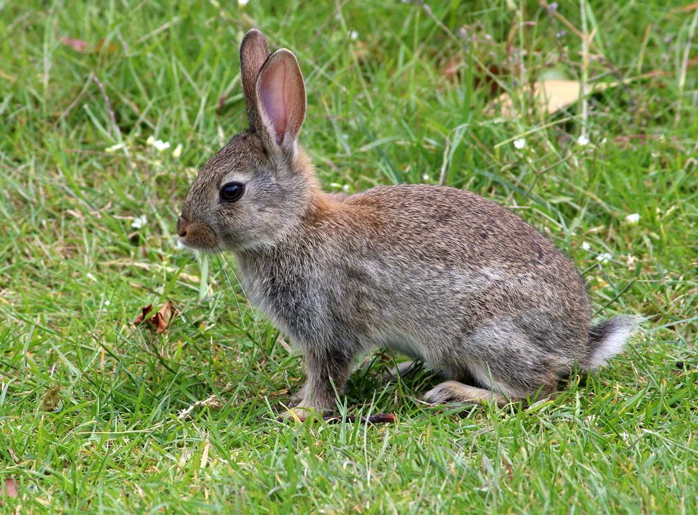 Rabbits: Habits, Diet & Other Facts | Live Science