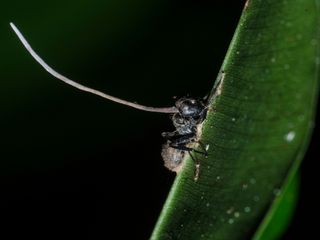 This zombie ant bites down on a shrub after being taken over by a mind-controlling parasite.