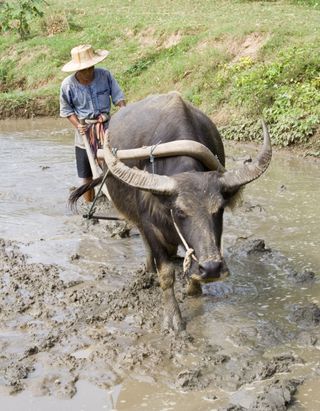 Trâu nước