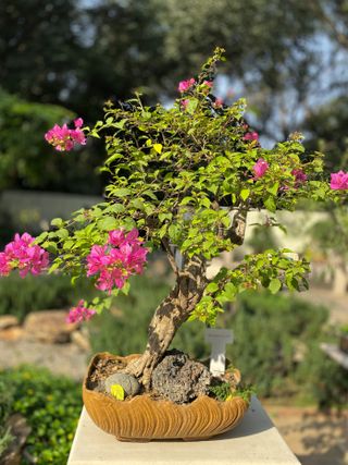 A pink bougainvillea bonsai tree