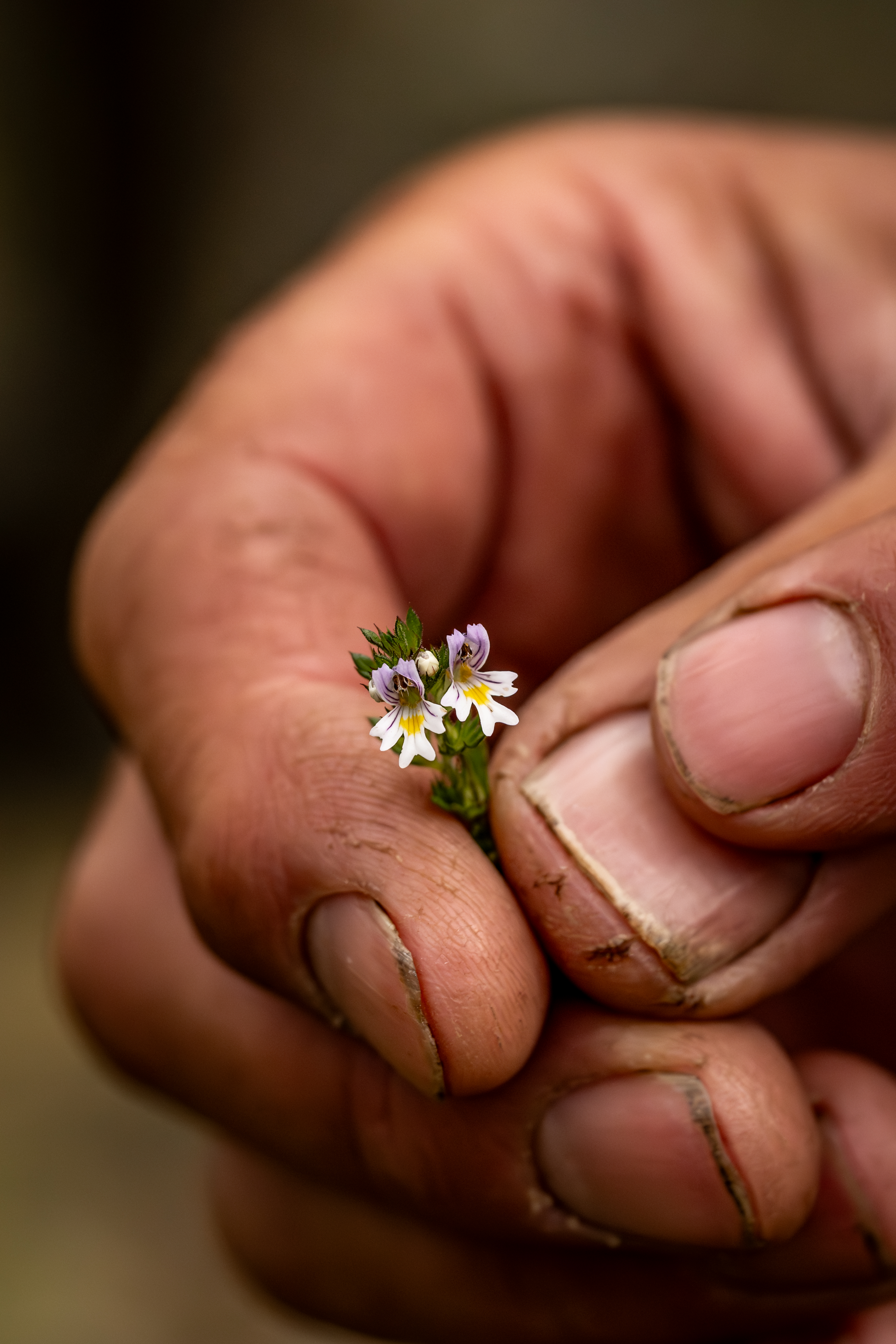 Rvival Scottish bushcraft
