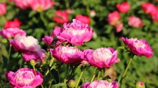 Pink and white peony flowers on tall stems in the sunshine