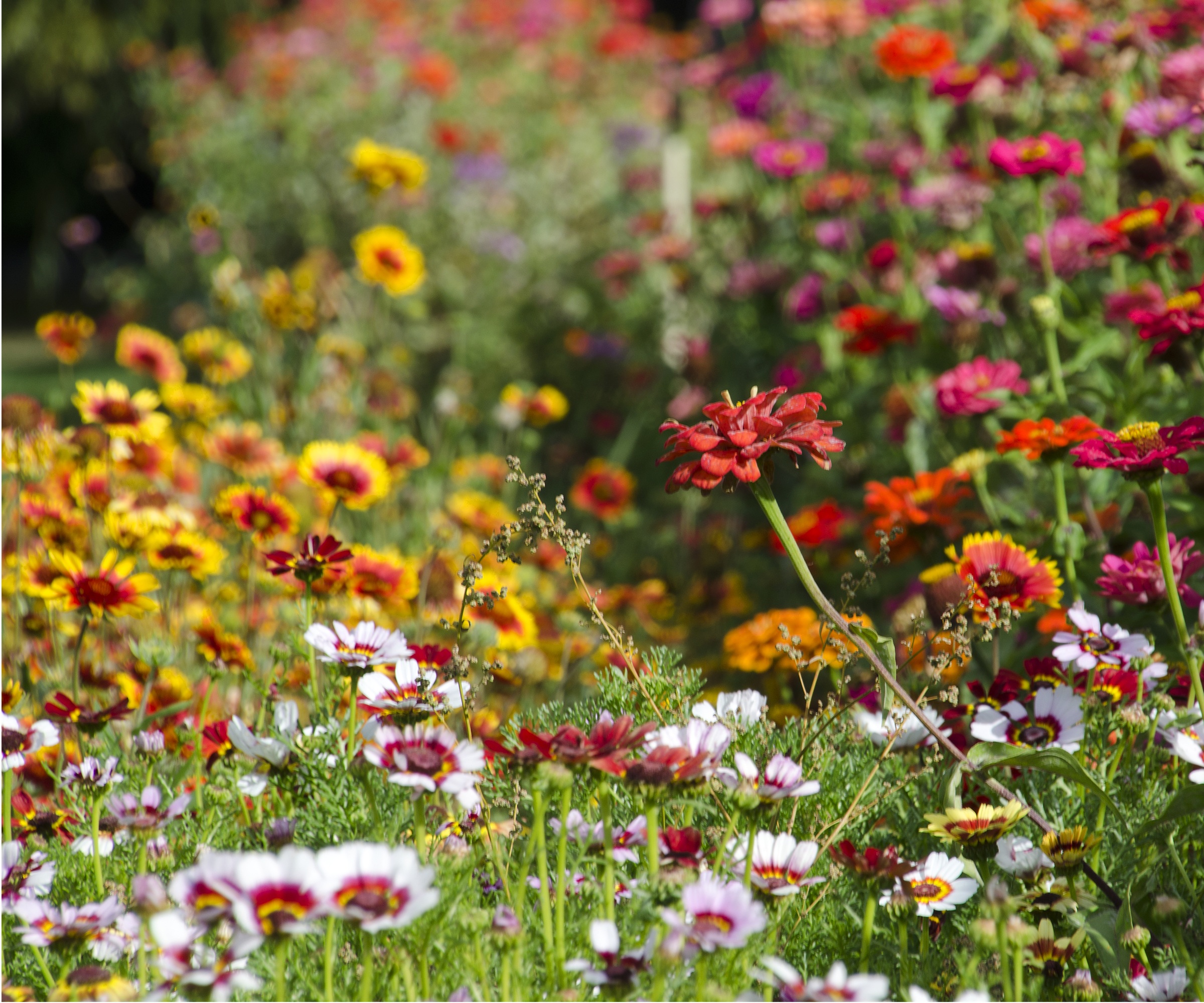 Gaillardia, zinnia, chrysanthemum 'Rainbow'