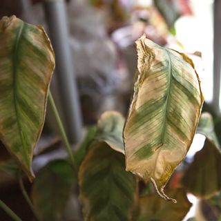 Spider mite infestation on potted houseplants