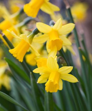 Narcissus 'Tete a tete' in the garden