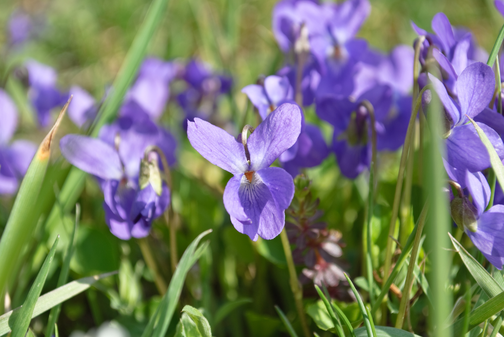 Viola odorata, commonly known as Sweet Violet, English Violet, Common Violet, or Garden Violet.