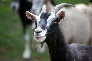 An image of a goat