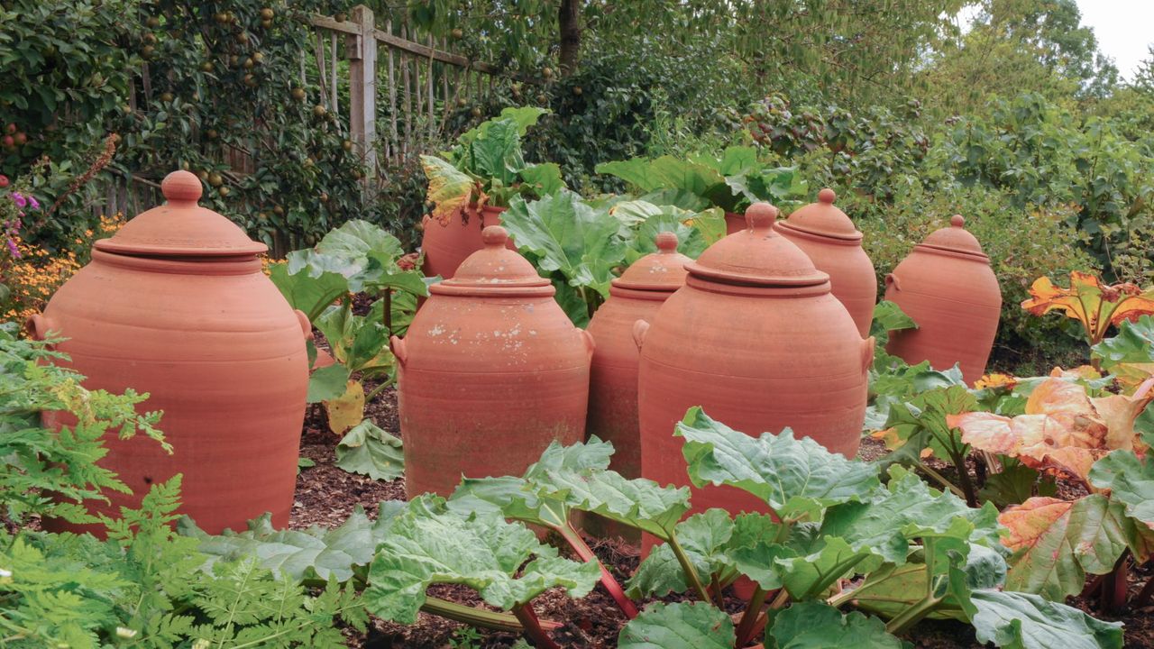 Rhubarb forcing pots in a vegetable garden