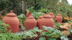 Rhubarb forcing pots in a vegetable garden