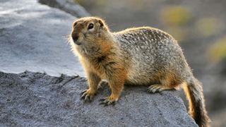 An Arctic ground squirrel.