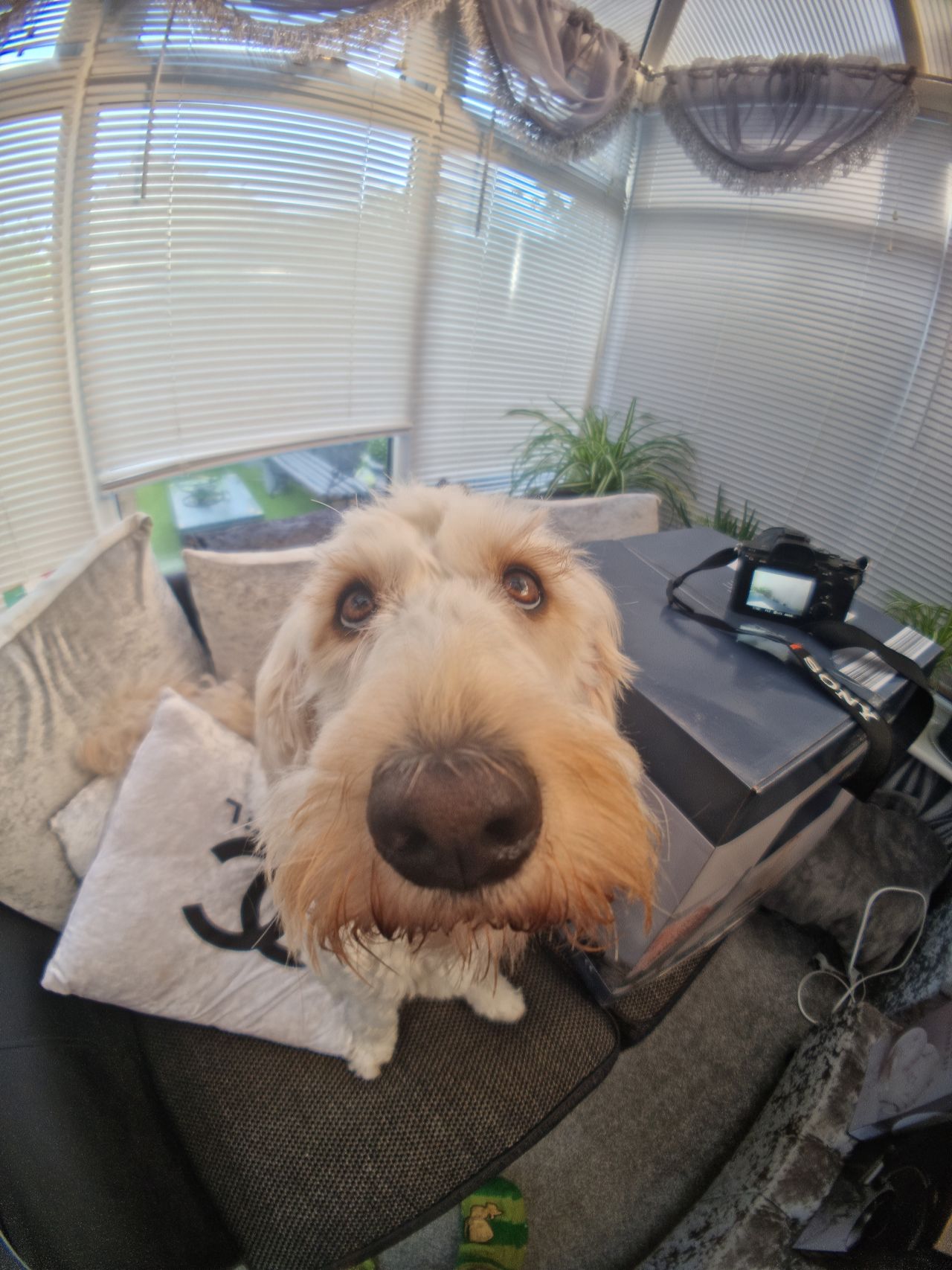Moment Fisheye Lens Review