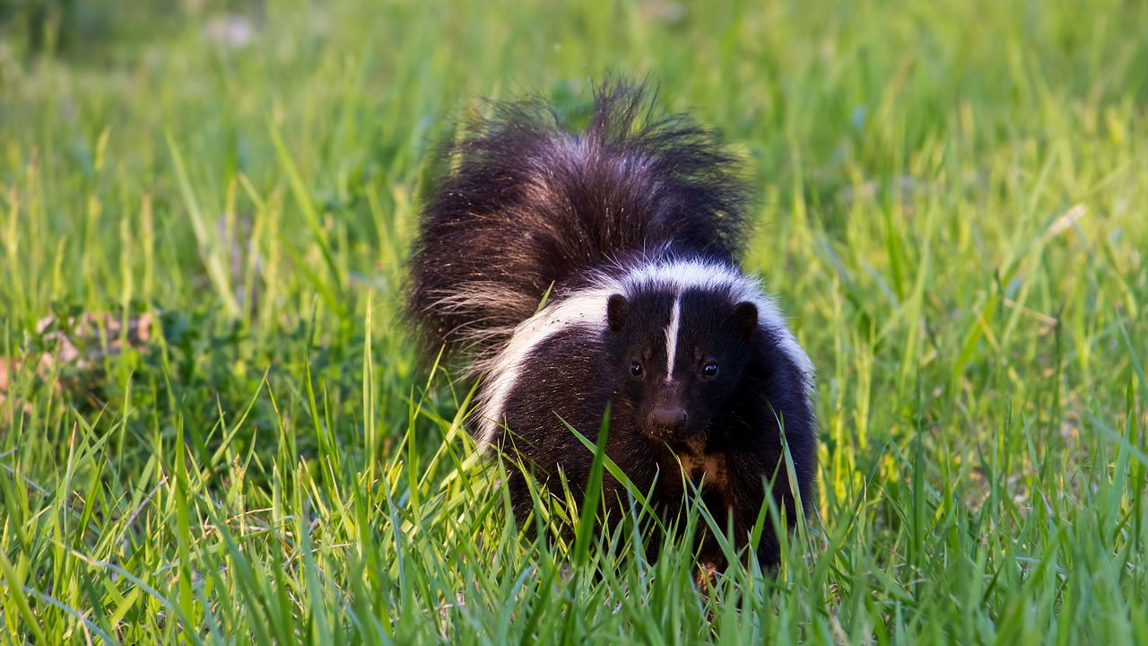 how to get rid of skunks on lawn