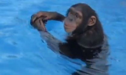 Swimming chimp