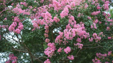A crepe myrtle tree is covered in pink flowers