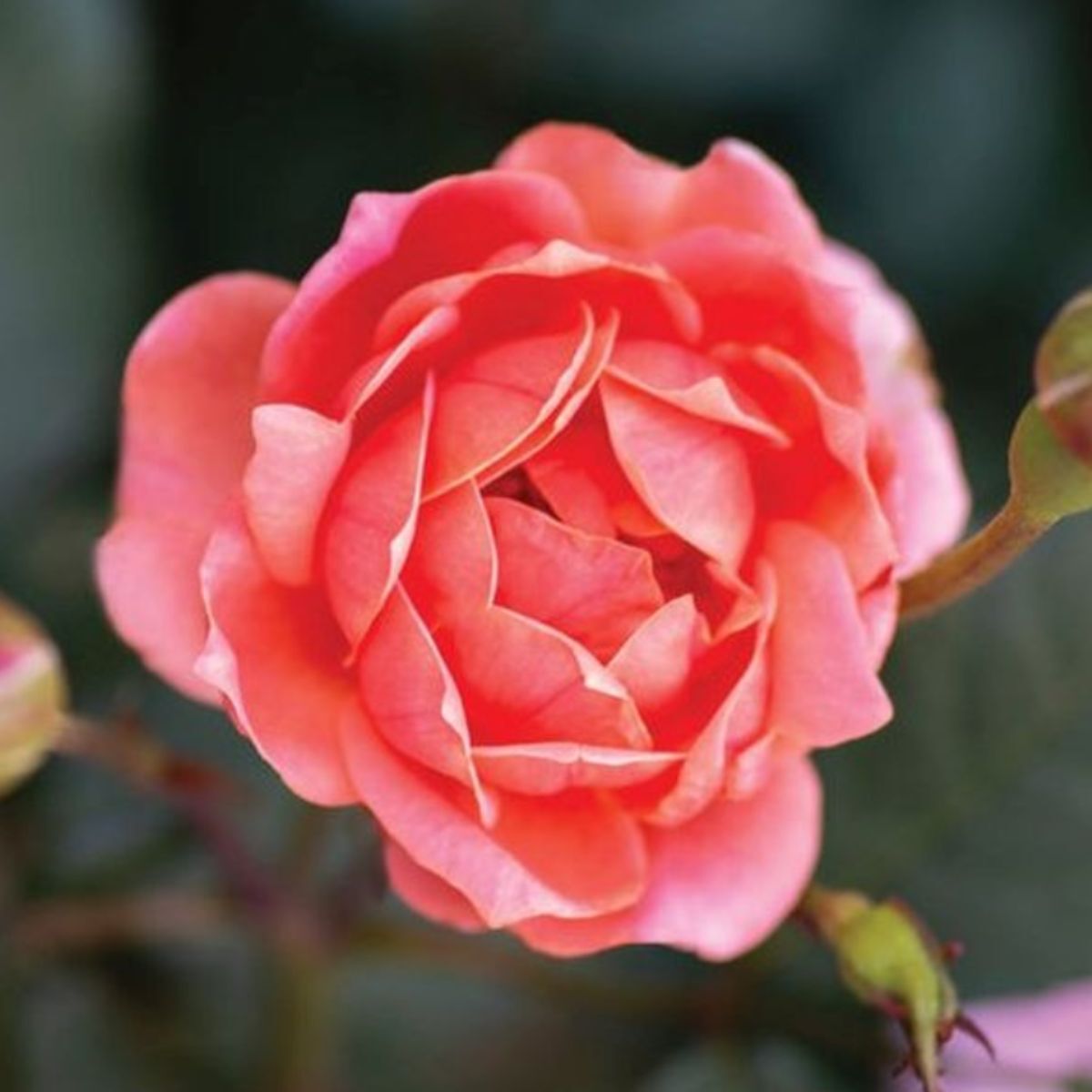 Coral rose