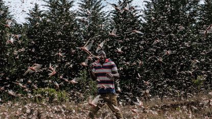 A farmer walking through a swarm of locusts