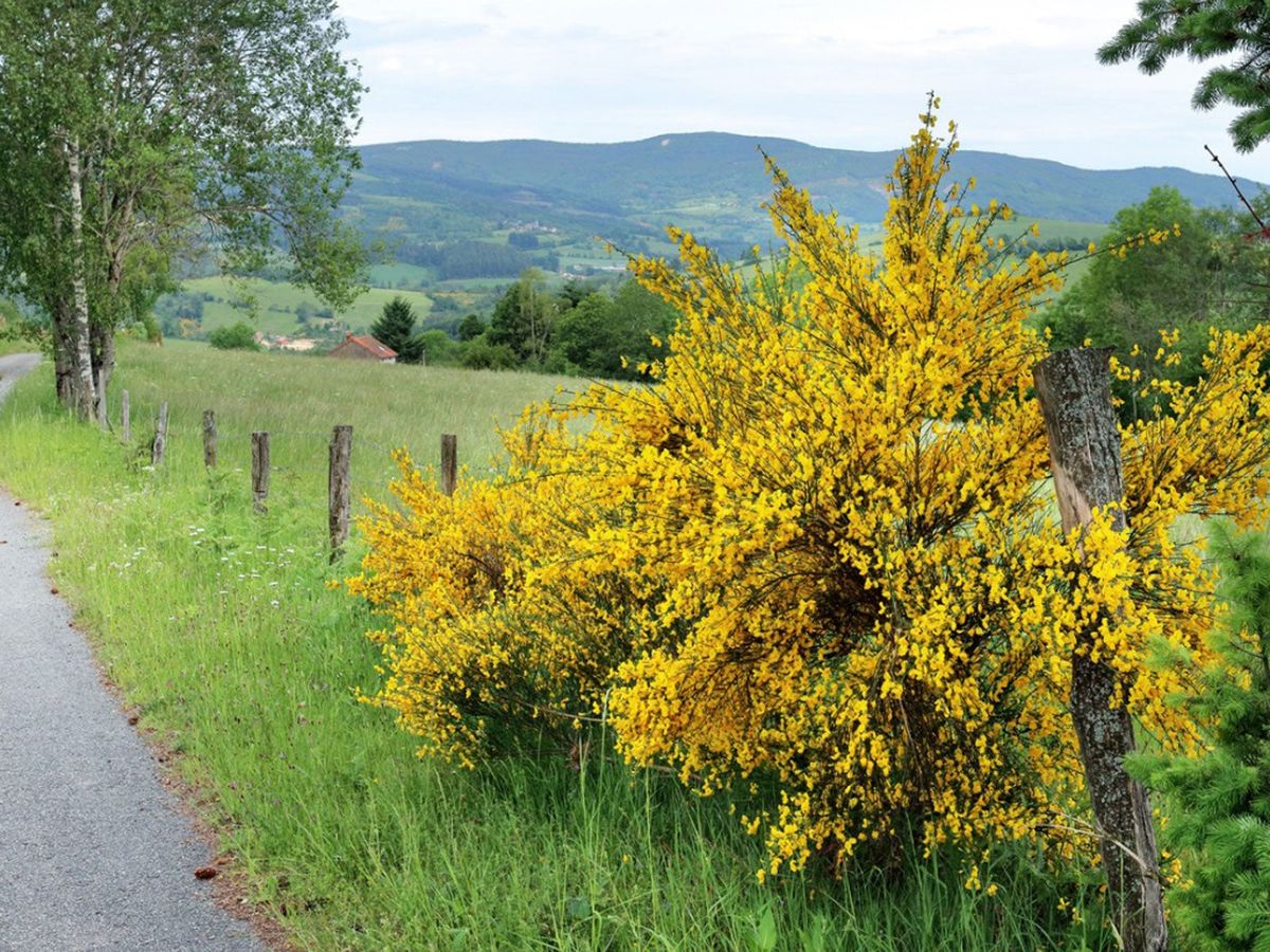Broom Shrub Plants Where Do Broom Shrubs Grow Gardening Know How