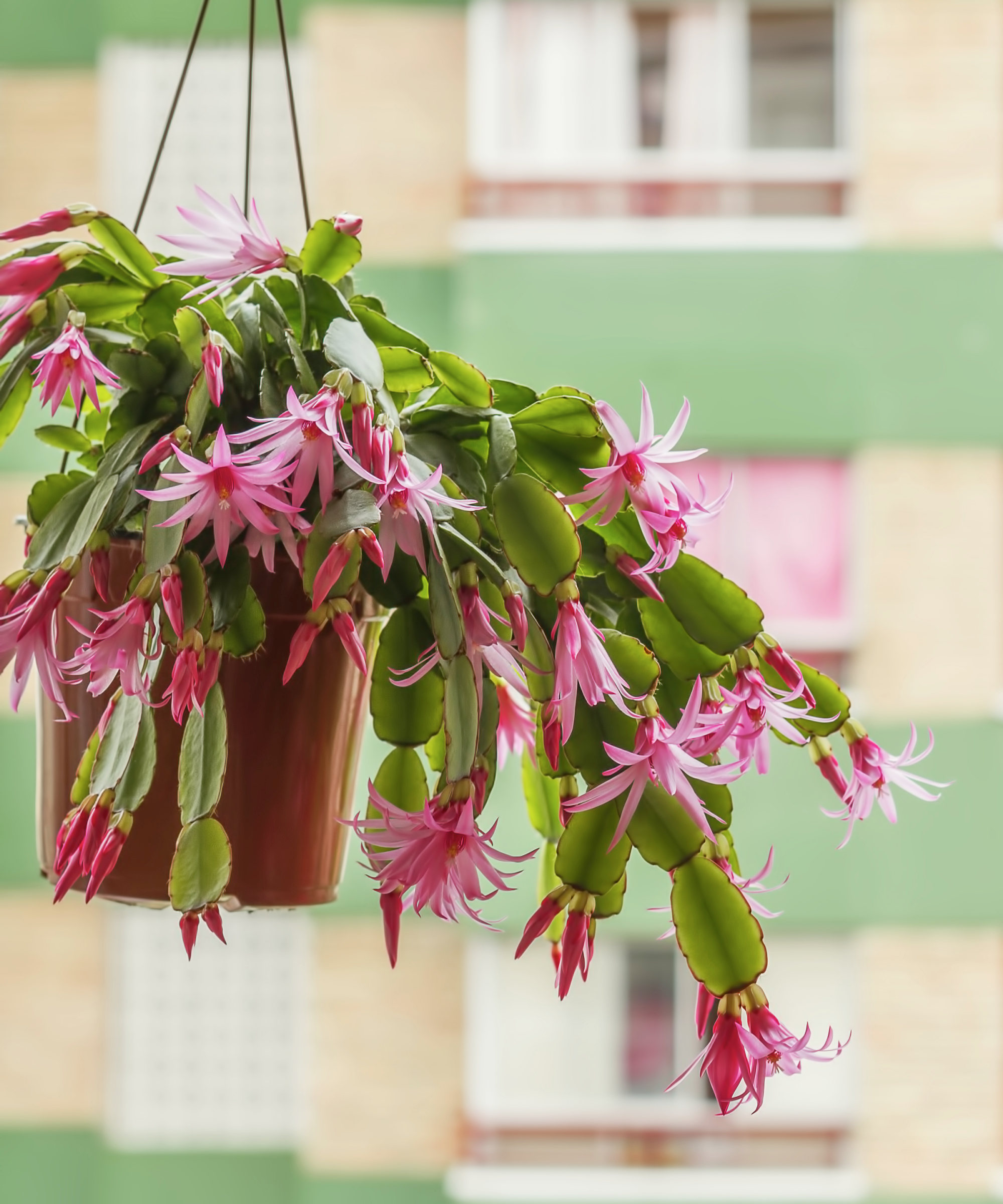 easter cactus in a hanging basket by a window