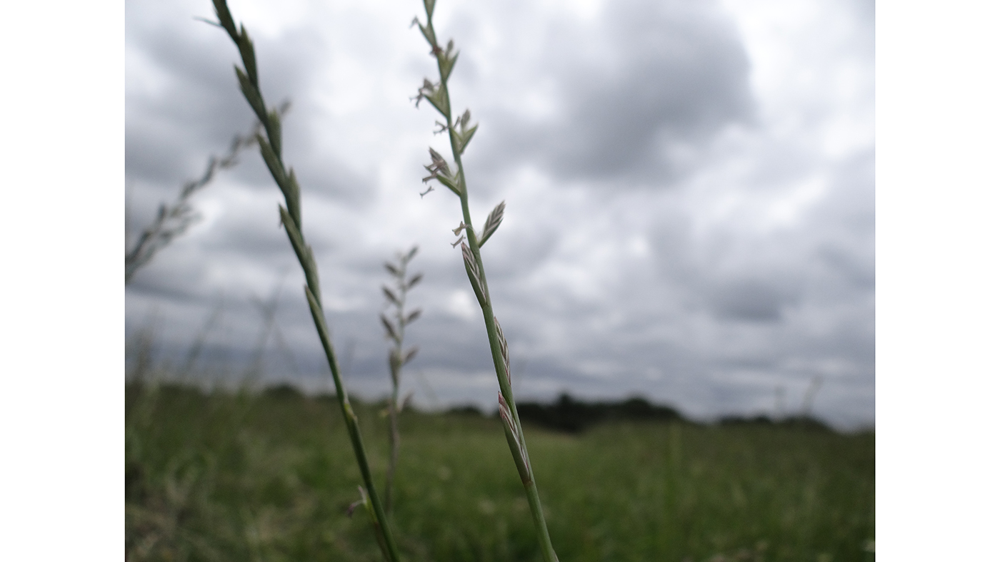 Paddock grass