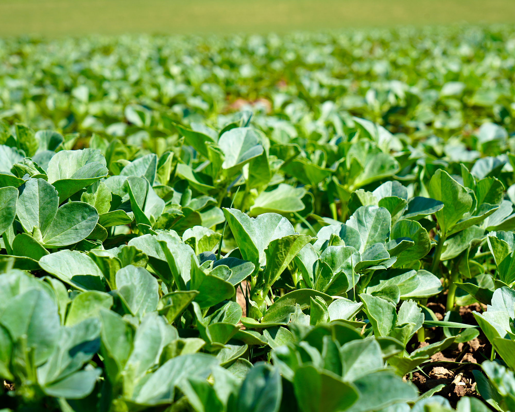 Fava beans used as cover crop