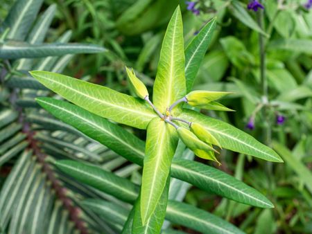 Green Mole Spurge Plant