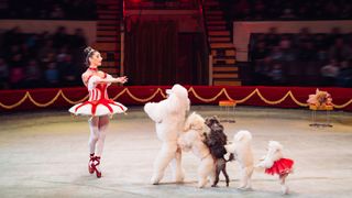 Poodles in the circus