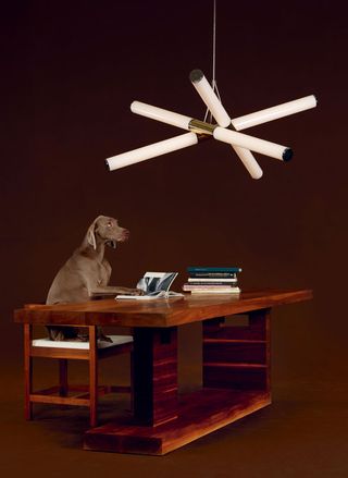 Dog sitting on a chair at a desk