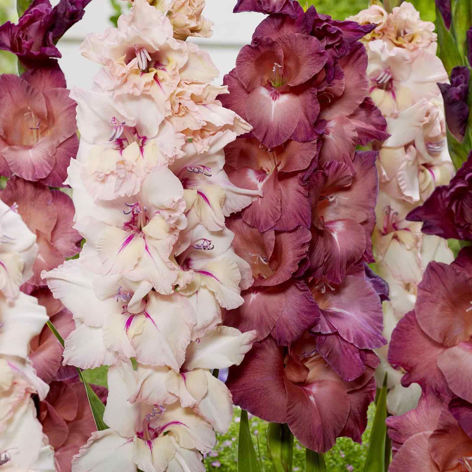 Gladiolus Flower Bulbs - Pink Haze Mix