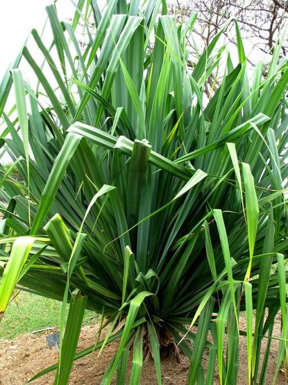Green Screw Pine Plant