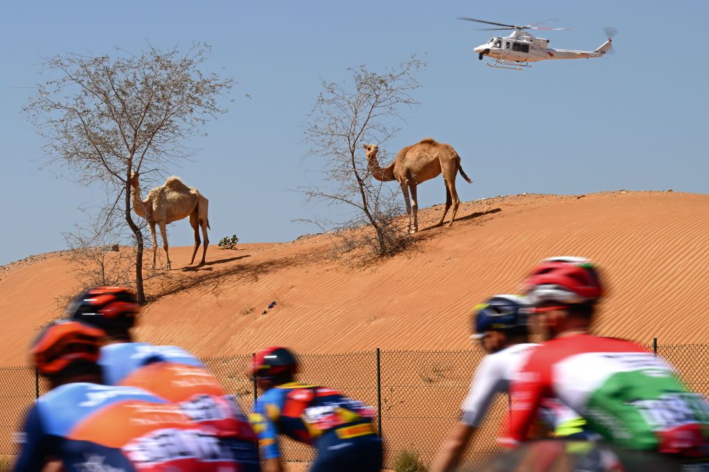 JEBEL JAIS UNITED ARAB EMIRATES FEBRUARY 21 The peloton passes a herd of camels during the 6th UAE Tour 2024 Stage 3 a 176km stage from Al Marjan Island Al Jazirah Al Hamra to Jebel Jais 1489m UCIWT on February 21 2024 in Jebel Jais United Arab Emirates Photo by Tim de WaeleGetty Images