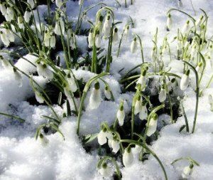 snowdrops snow