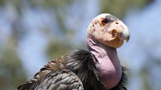 close up of a california condor with a blured blue and green background
