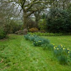 Daffodils growing in long grass lawn in late winter