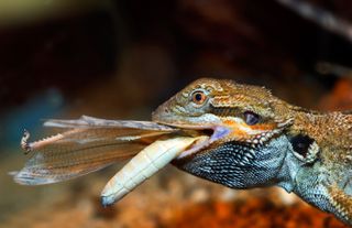 Many reptiles, such as bearded dragons, enjoy munching on insects but also eat plants.