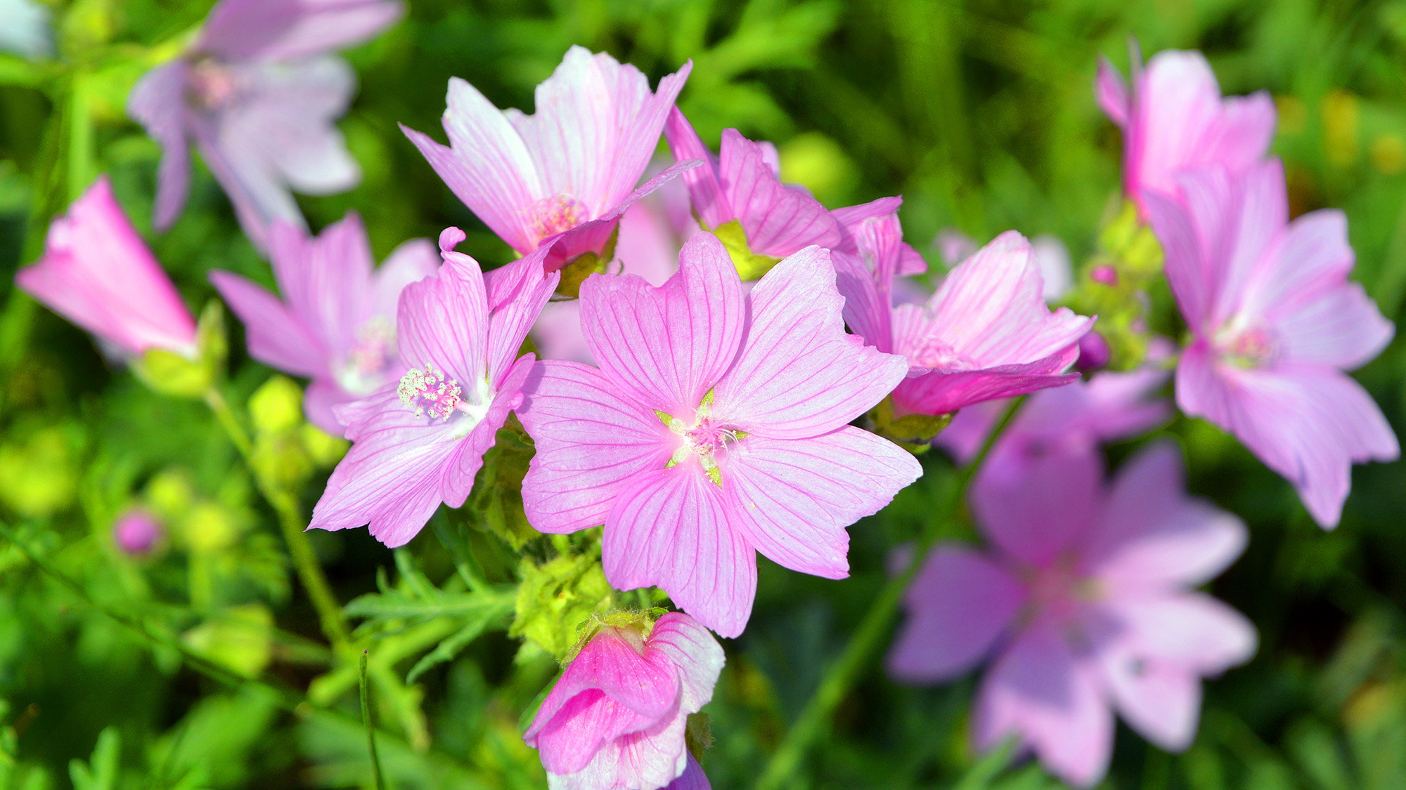 Musk Mallow