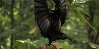 A bird-of-paradise in Winged Seduction: Birds Of Paradise