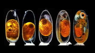 Second prize was awarded to the photographer who captured this image revealing the embryonic development of a clownfish (Amphiprion percula) on days one, three (morning and evening), five, and nine.