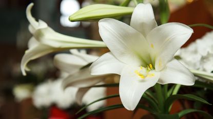 Easter lily flowers