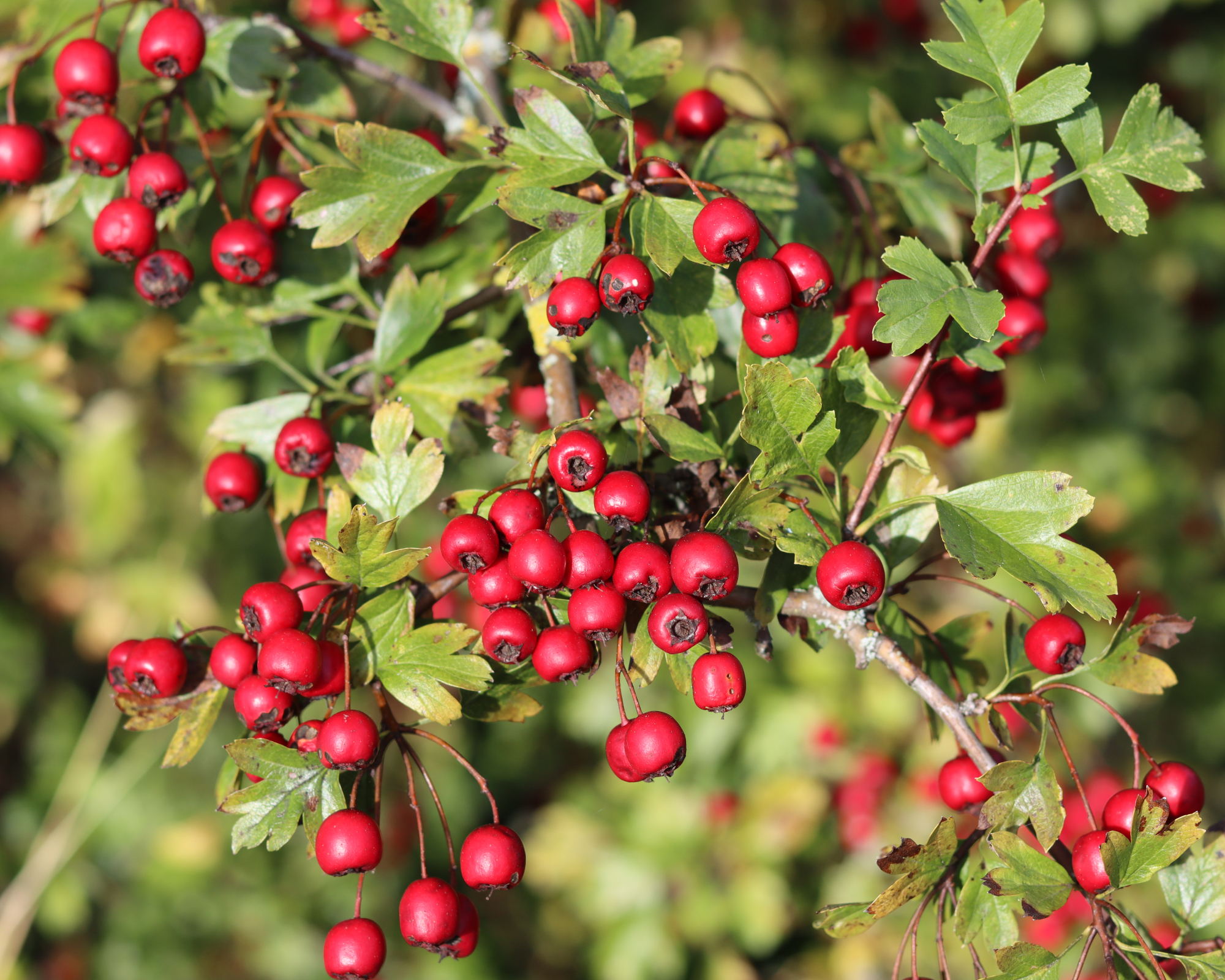 Bright red hawthorn tree berries in the forest